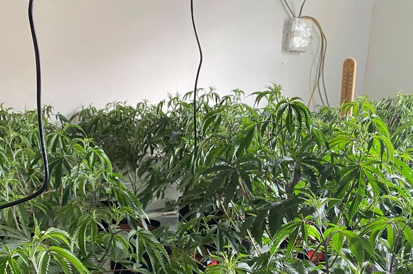 A large cannabis farm worth almost £130,000 was discovered by police at a house in Middlesbrough
