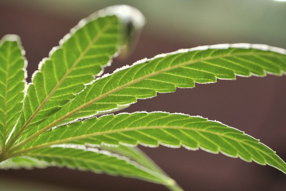 Cannabis Leaf Highlighted