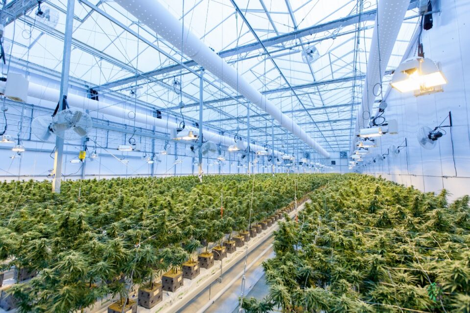 Gaps in quickly growing cannabis industry filled by tech startups | by Nora Krantz | Tech in Policy | Nov, 2020
