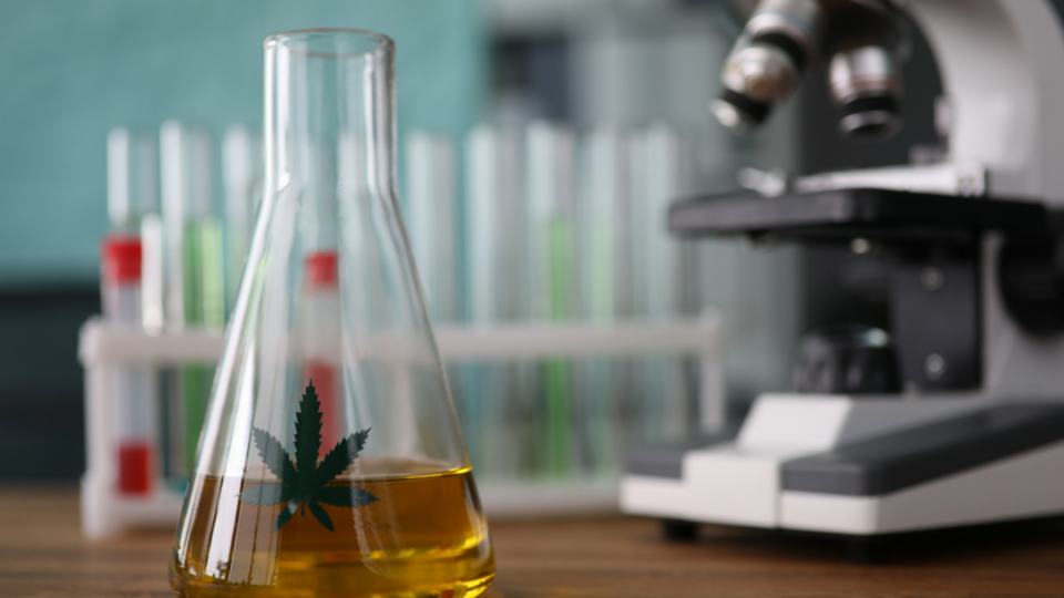 Cannabis 101: What Are Phytocannabinoids? | by Michele Ross, PhD | Infused Health with Dr. Michele Ross
