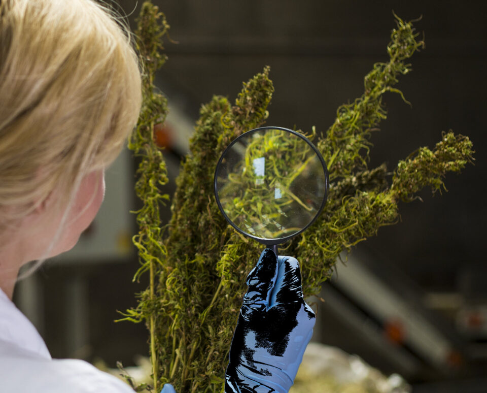 Is the DEA Finally Going to Allow Private Companies to Grow Cannabis for Research?
