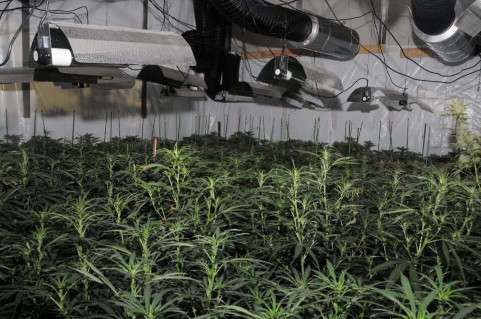 London Police Uncover Massive Cannabis Grow In City's Financial District