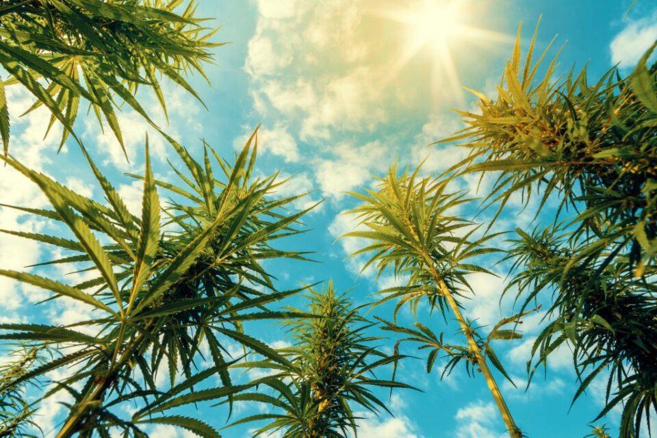 Phytoremediation and Carbon Capture: Using Cannabis to Combat Climate Change | by MCR Labs | Jan, 2021