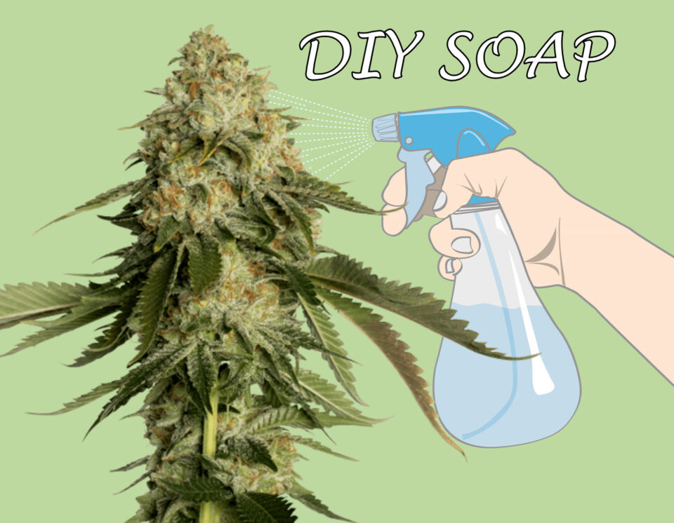 DIY Insecticidal Soap to Kill Whiteflies, Spider Mites, and Gnats on Your Marijuana Plants