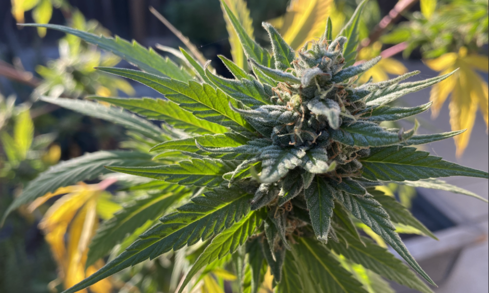 Democratic Senate Leaders Announce Steps To Federally Legalize Marijuana In 2021