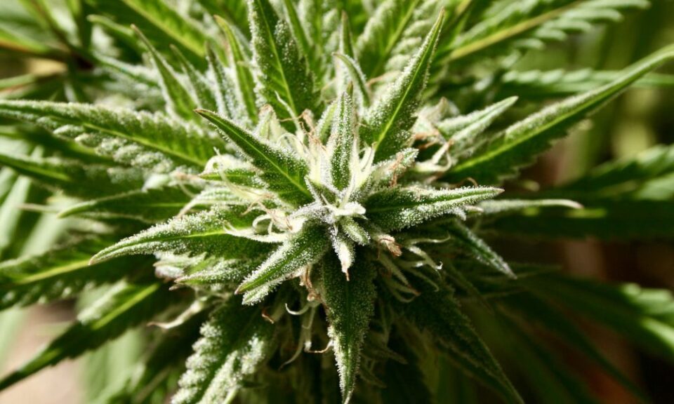 Idaho Senate Passes Measure To Block Marijuana Legalization, Even If Voters Approve It On The Ballot