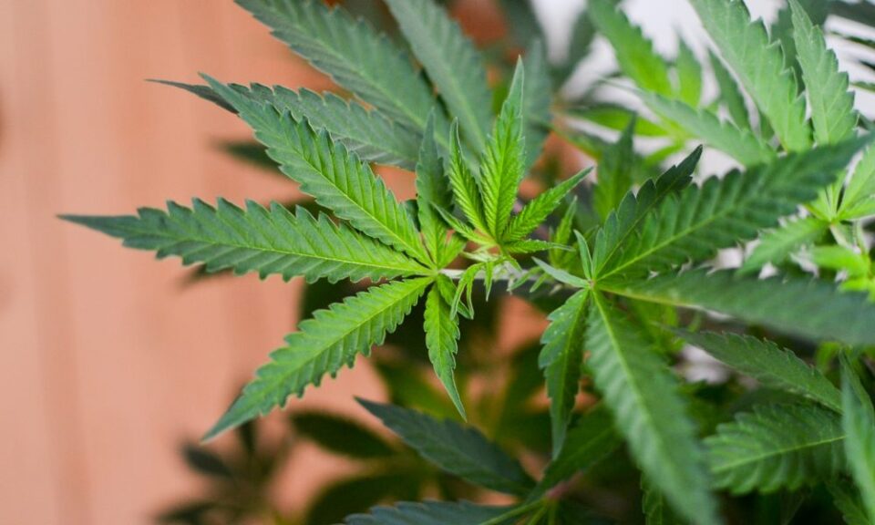 Virginia Legislature Approves Marijuana Legalization Bills On Key Mid-Session Deadline