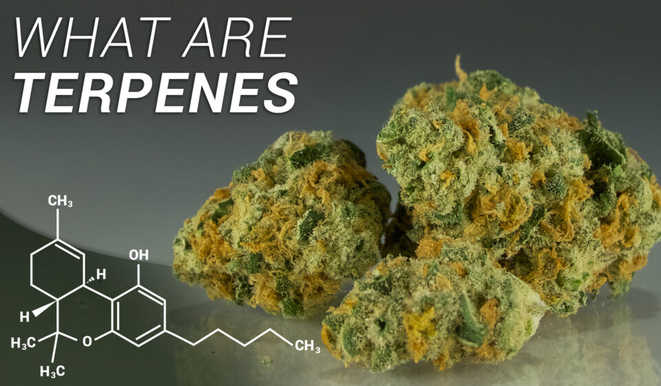 Why Does Everyone Keep Saying Terpenes are the Next Big Thing in Cannabis?