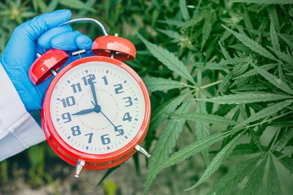 Cannabis and Sleep: What You Need To Know